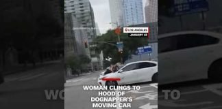 Woman clings to hood of dognapper’s car