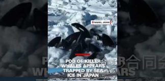 Pod of killer whales appears trapped by sea ice in Japan