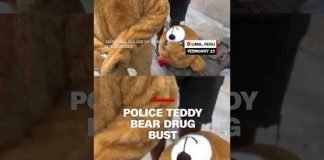Police teddy bear drug bust