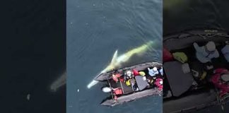 See CNN crew's close encounter with a whale