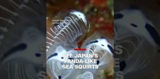 See Japan’s new panda-like sea species