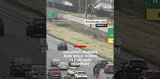 Escaped horses run wild down Cleveland highway