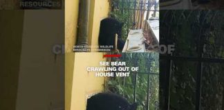 See bear crawling out of house vent