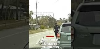 Thanksgiving revenge: Wild turkeys, chickens chase cop