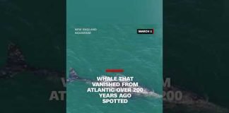 Whale that vanished from Atlantic over 200 years ago spotted