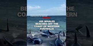 160 whales have beached off the coast of Western Australia