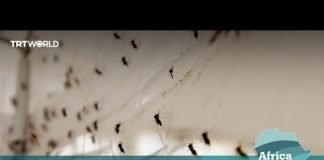 Africa Matters: Nigeria casts net wide against malaria