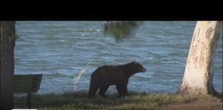 Bear goes for a swim while wildlife officers try to coax back into the woods