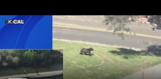 Bear on the move at Southern California park