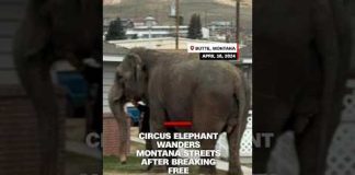 Circus elephant wanders Montana streets after breaking free