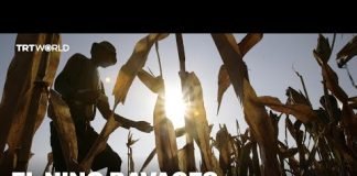 El Nino ravages fishing and farming in the Philippines
