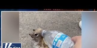 Greg Gutfeld and his panel share their 'animal friends'