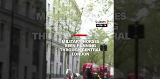 Military horses seen running through central London