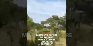 Moments before US tourist was killed by charging elephant
