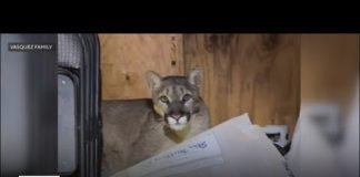 Mountain lion feasts on Hesperia family's turkey before taking a nap in their shed