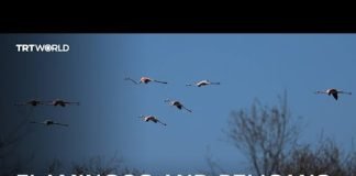 Spectacular bird sanctuary at risk amid uncertainty