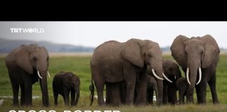 Tanzania trophy hunting raises Kenya elephant care concerns