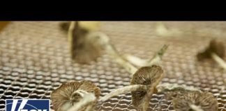 'The Five' reacts to professionals turning to psychedelics to treat mental health