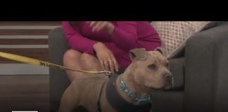 Angelito loves treats, is easy to train and is looking for a forever home | Pet of the Week