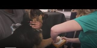 Arts and crafts to do with pets | National Pet Month