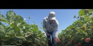 California Strawberry Festival returns to Ventura