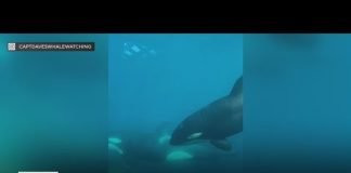 Captain Dave’s Dolphin and Whale Safari | SoCal Spotlight