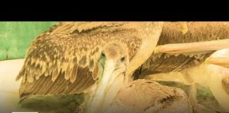 Dozens of sick pelicans overrun SoCal wildlife centers