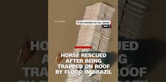 Horse rescued after being trapped on roof by flood in Brazil