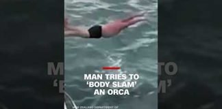 ‘I touched it!’: New Zealand man fined after trying to ‘body slam’ an orca