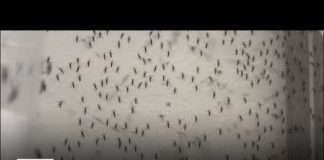 LA County to use mosquitoes to fight off invasive Aedes aegypti