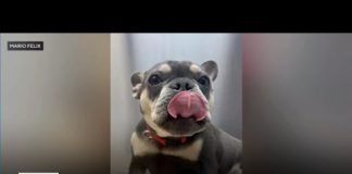 Montebello family has French bulldog stolen at gunpoint
