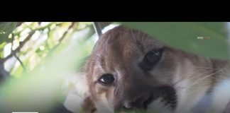 Mountain lion makes itself comfortable in Woodland Hills backyard