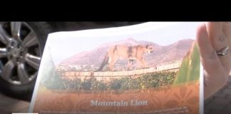 Mountain Lion spotted over weekend near popular Mission Viejo hiking trail