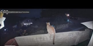 Mountain lion spotted resting on Agoura Hills fence
