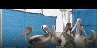 Pelicans released into wild after recovering from mysterious illness