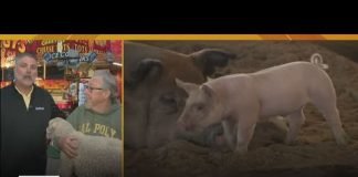 Pig races and pickle splits at the LA County Fair