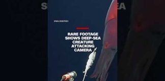 Rare footage shows deep-sea creature attacking camera