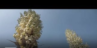 San Manuel Band of Mission Indians continue ceremonial harvest of sacred yucca plant