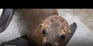 Sea lion surprises UCLA rowing team in Marina del Rey