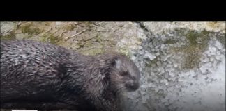SoCal's biggest aquarium takes in orphaned sea otters to raise them for the wild