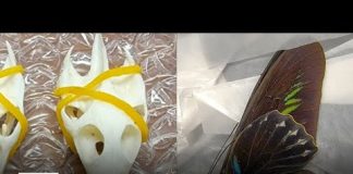 Thousands of pieces of wildlife contraband seized at LAX since October