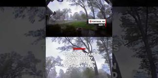 Tornado tears down ‘every single tree’ in Michigan yard