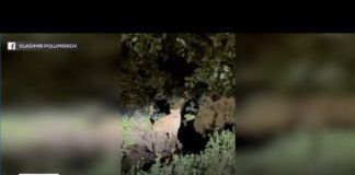 Untagged mountain lion spotted in Griffith Park