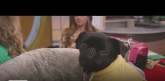 Veterinarian tips for travelling with pets