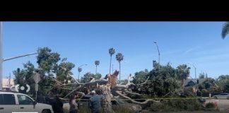 Winds topple massive tree in Mar Vista