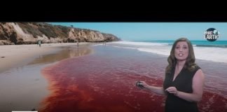 A look at what causes red tide | What on Earth
