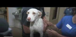 At Riverside animal shelter, a family finds a new member