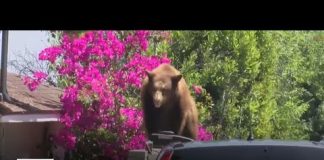 Bear wanders into five Sierra Madre homes in two hours