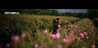 Climate change affects blooming patterns of rose petals