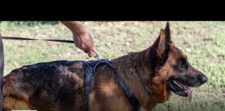 Donation of K-9s to LAPD denied by LA City Council over training company's name